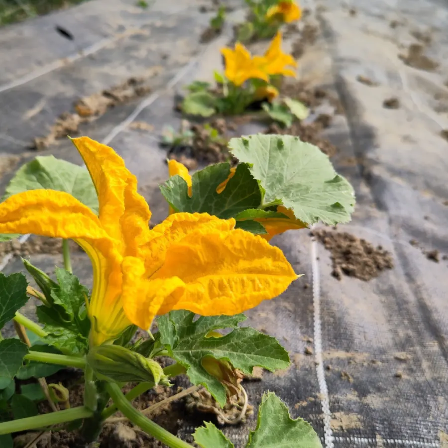 Courgettes sur toile