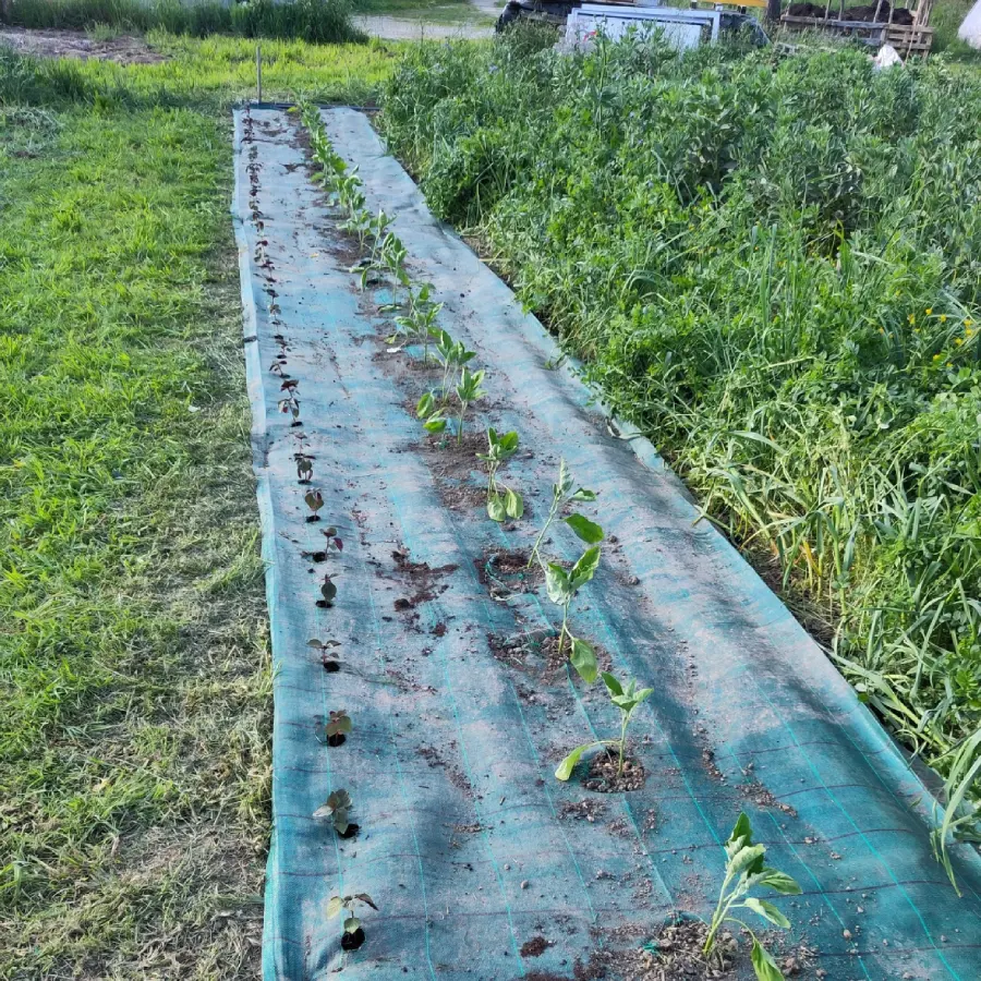 Shiso et aubergines font bon ménage