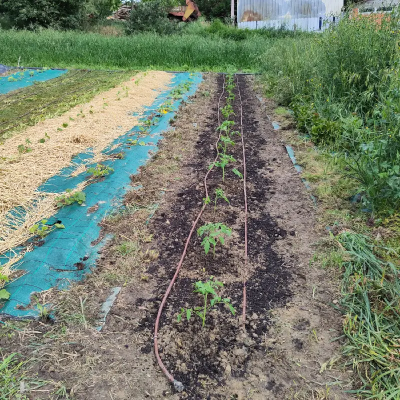 Association concombres, courgettes, tomates