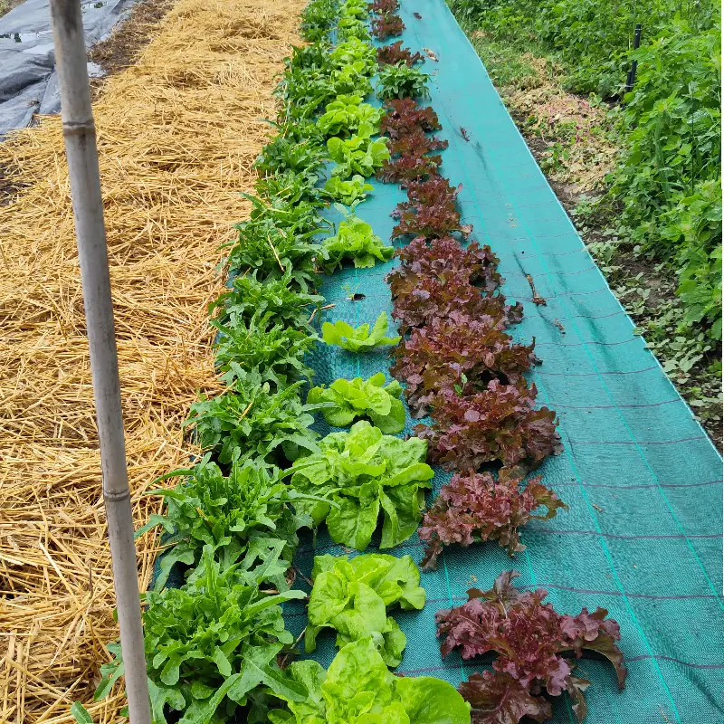 Salades prêtes pour la récolte