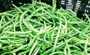 Lire la suite à propos de l’article Pourquoi les haricots verts récoltés à la main sont-ils meilleurs ?