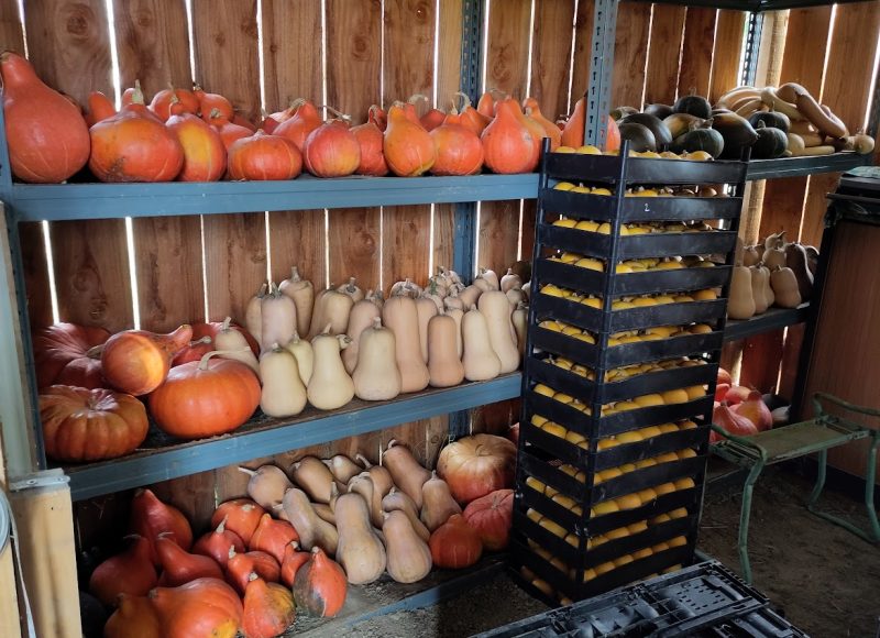 Stock de courges pour l'hiver 2023...