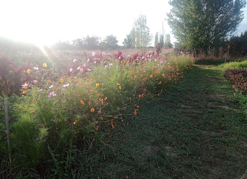 Toujours le plein de fleurs et de soleil pour régaler nos amis les insectes ! Eté 2023