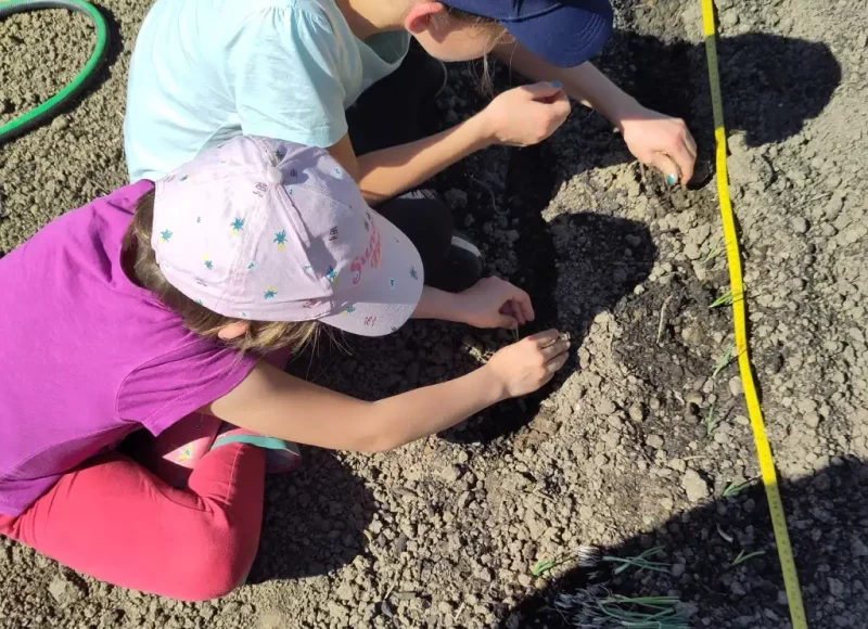 Plantation des oignons par les petites maraîchères