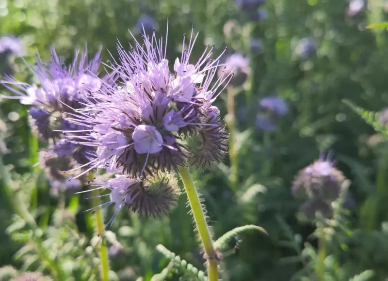 Phacélie, un excellent engrais vert, bon pour le sol et les abeilles